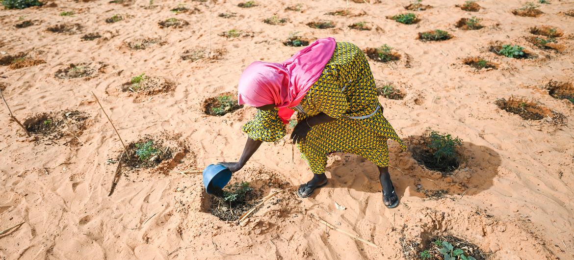 Bir kadın Nijer, Ouallam'da önceden bozulmuş arazi üzerine inşa edilmiş bir pazar bahçesinde sebzeleri suluyor.  Bahçe mülteciler, ülke içinde yerinden edilmiş kişiler ve yerel halk tarafından paylaşılıyor.