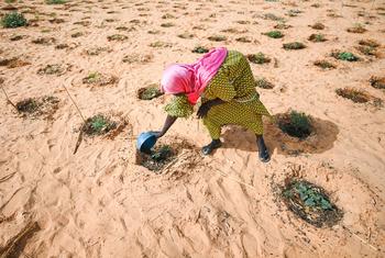 在尼日尔的瓦拉姆，一片曾退化的土地上建立起市场花园，一名妇女正在给蔬菜浇水。