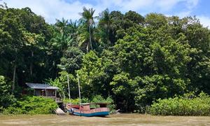 Ilha do Combu, one of the 42 islands in Guamá River the surrounding Belém, Brazil.
