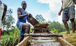 In a practice that dates back 3,000 years, many small-scale mines add mercury to gold ores to create an amalgam, which is then heated to evaporate the mercury, leaving only gold. 