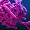 Uma ilustração médica mostra a bactéria Mycobacterium tuberculosis resistente a medicamentos