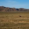 数百年来，蒙古人们和他们饲养的牲畜共同生活在大草原上。但是过去二十年间，气候变化导致数百万牲畜面临威胁。