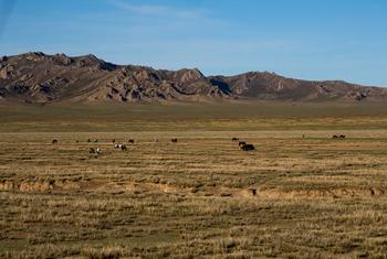 数百年来，蒙古人们和他们饲养的牲畜共同生活在大草原上。但是过去二十年间，气候变化导致数百万牲畜面临威胁。