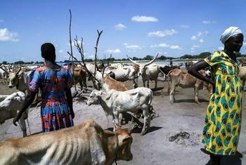 Tume ya Haki za Binadamu ya Umoja wa Mataifa nchini Sudan Kusini inaendelea kuorodhesha ukiukaji wa haki za binadamu.