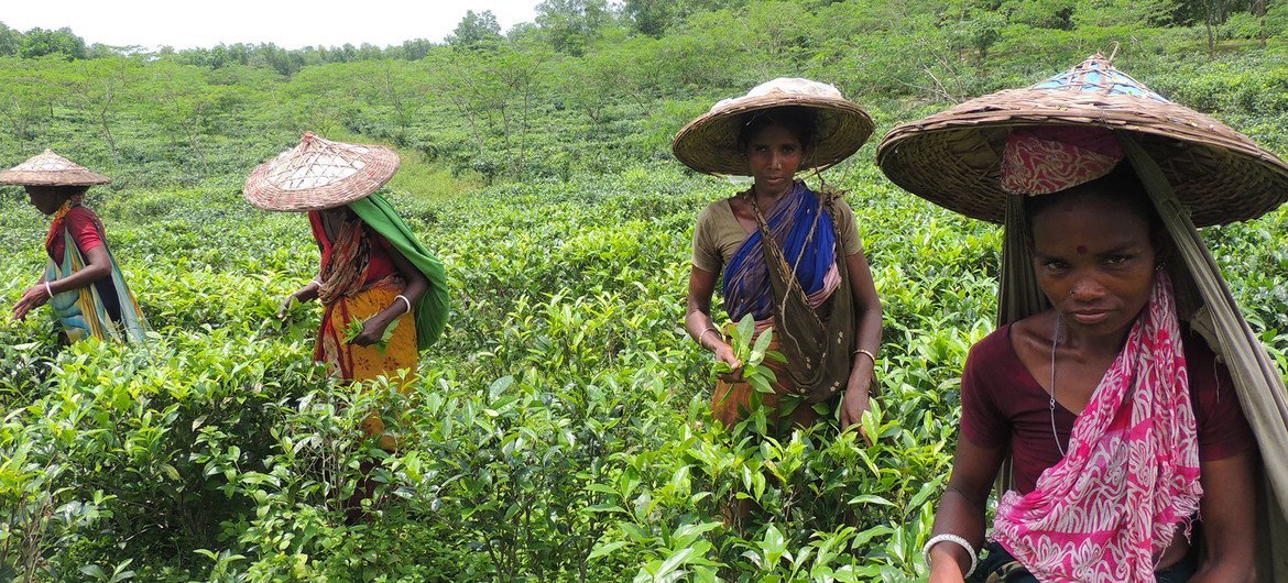 受剥削和边缘化的孟加拉国茶叶工人为自己的权利发声