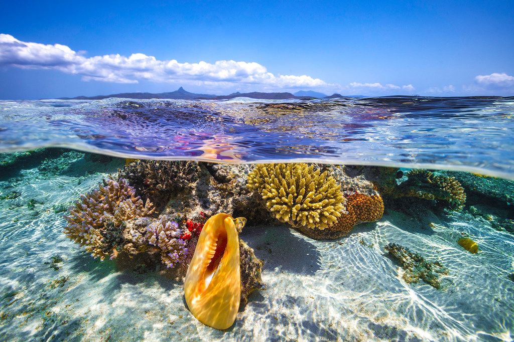Uma foto dividida sob a água e sobre a água da lagoa de Mayotte, montrant ONU grand coquillage Cassis cornuta sur an récif corallien.