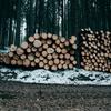 جنگلوں میں درختوں کی غیر قانونی کٹائی بھی قدرتی ماحول کے بگاڑ کا سبب بن رہی ہے۔