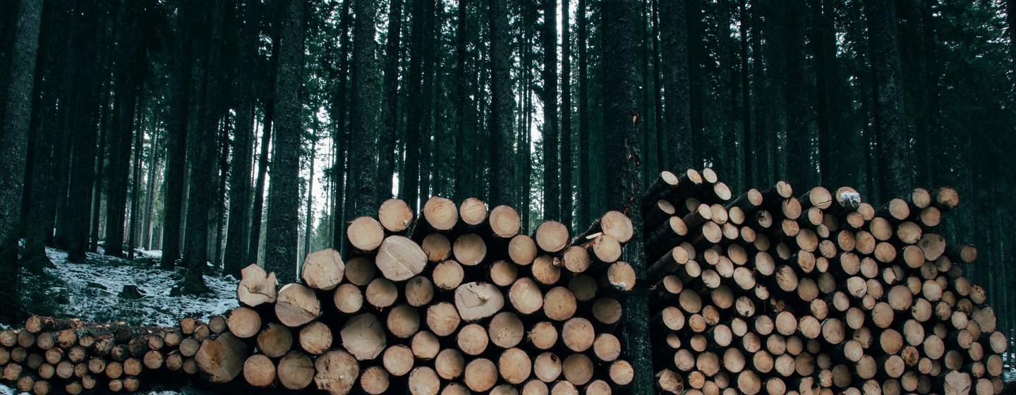 L'exploitation illégale du bois peut réduire la couverture forestière, ce qui peut aggraver les effets du changement climatique.