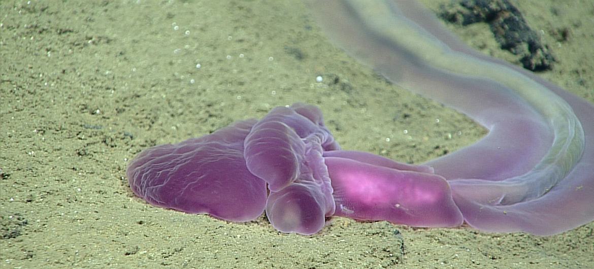 Acorn worms were one of the many types of fauna observed in the deep-sea around the North Marianas Islands in the Pacific Ocean. Acorn worms were one of the many types of fauna observed in the deep-sea around the North Marianas Islands in the Pacific Ocean.