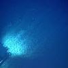 A remotely operated vehicle traverses over an extensive field of ferromanganese nodules that formed the bulk of the hard seafloor substrate in the North Atlantic in 2021.