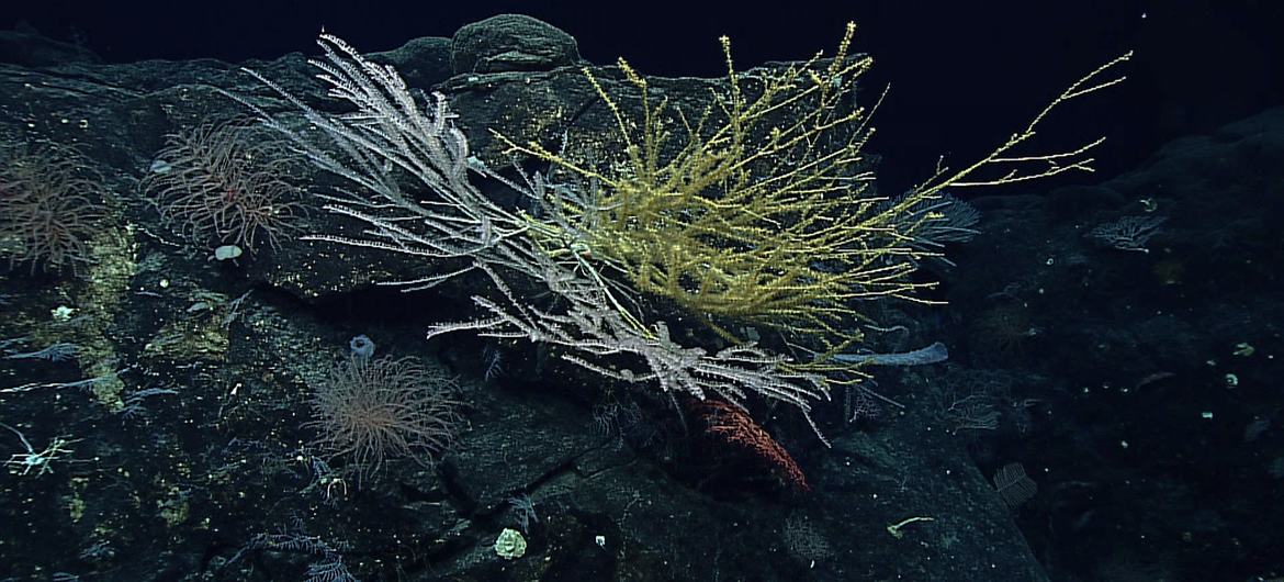 Deep-sea corals were among the treasures found during an expedition in the North Marianas Islands in the Pacific Ocean.