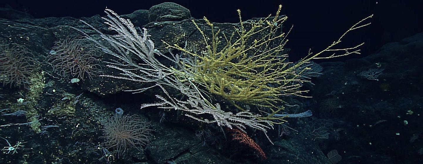 Deep-sea corals were among the treasures found during an expedition in the North Marianas Islands in the Pacific Ocean.