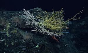 Deep-sea corals were among the treasures found during an expedition in the North Marianas Islands in the Pacific Ocean.
