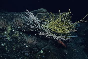 Deep-sea corals were among the treasures found during an expedition in the North Marianas Islands in the Pacific Ocean.