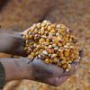 Мировые цены на пшеницу и кукурузу упали в ноябре на 2,8% и 1,7% соответственно.