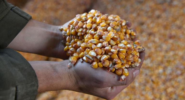 La FAO quiere que los agricultores almacenen adecuadamente sus cosechas de maíz para evitar la aflatoxina.