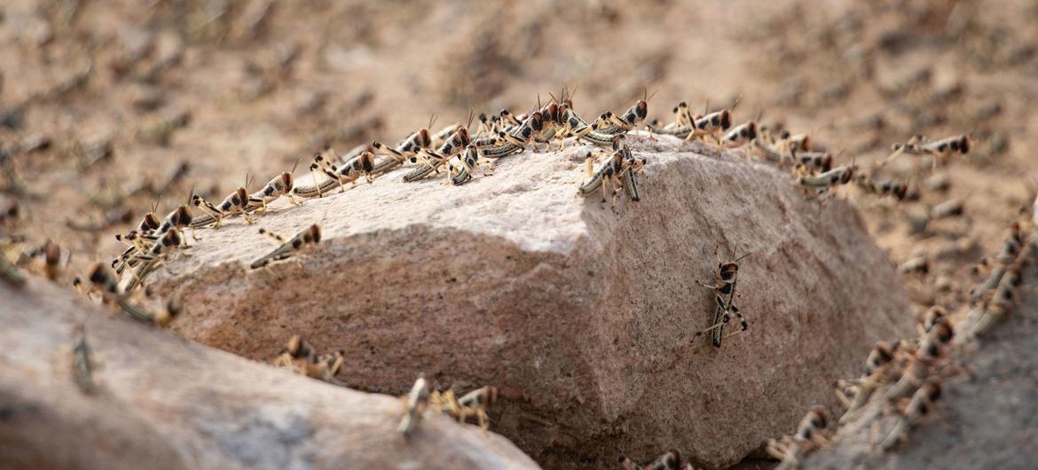 Gafanhotos do deserto infestam uma fazenda em Shabwah, Iêmen