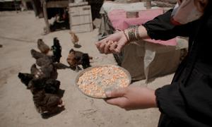 A female beneficiary of a UNODC alternative development project feeding her chickens in Dogabad village, Kabul, Afghanistan.