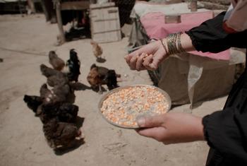 A female beneficiary of a UNODC alternative development project feeding her chickens in Dogabad village, Kabul, Afghanistan.