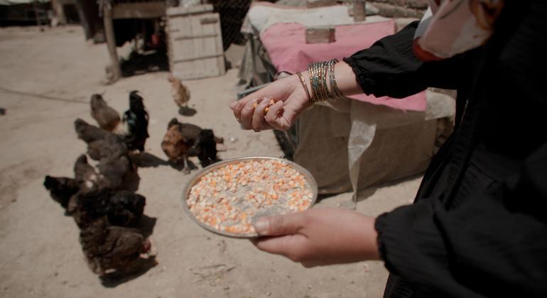 UNODC वैकल्पिक विकास परियोजना की एक महिला लाभार्थी, अफ़ग़ानिस्तान के काबुल के डोगाबाद गाँव में अपनी मुर्गियों को खाना खिलाती हुई.