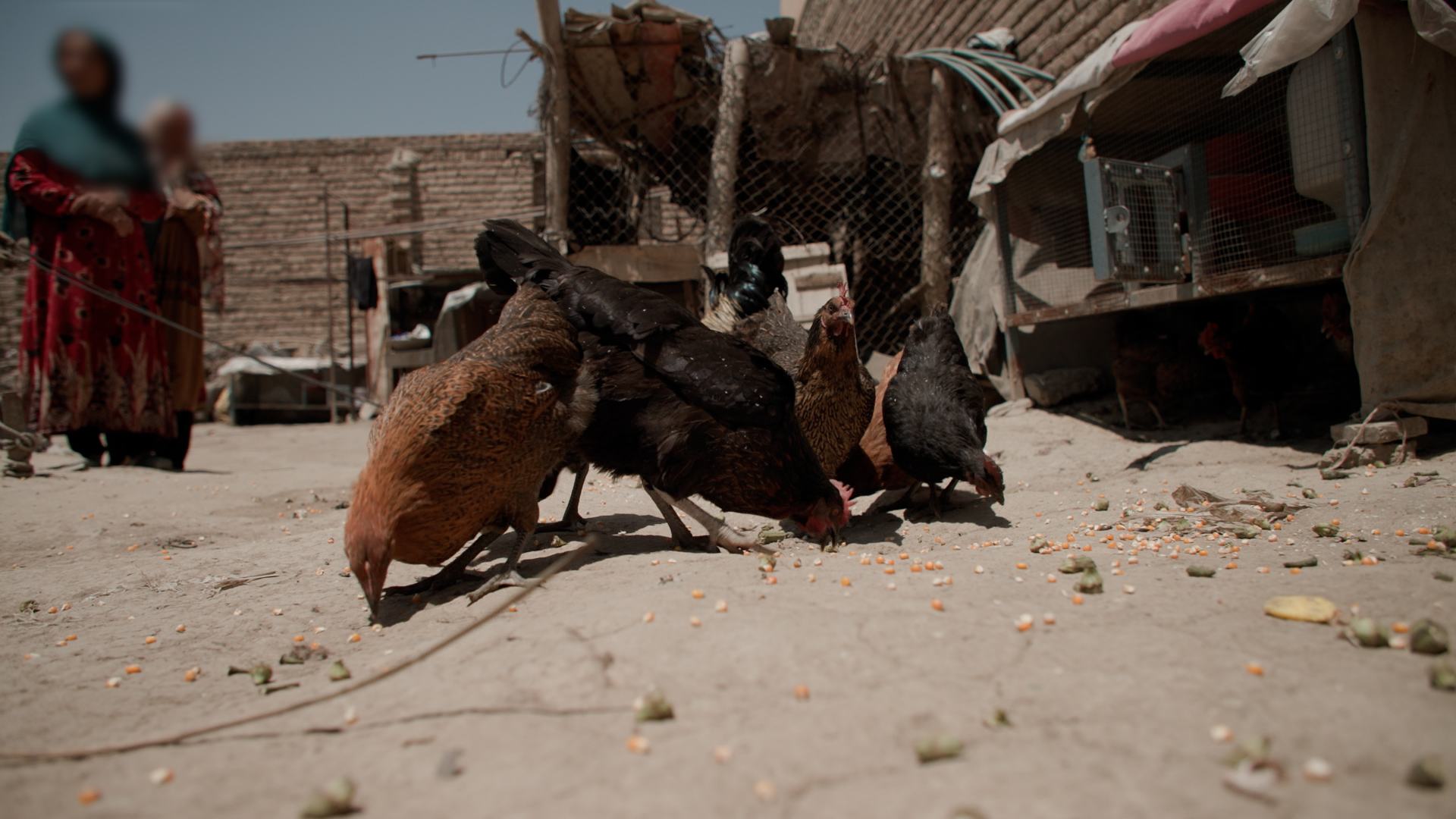 قام مشروع التنمية البديلة التابع لمكتب الأمم المتحدة المعني بالمخدرات والجريمة بتقديم الدجاج للمستفيدين في قرية دوغاباد، كابول، أفغانستان.
