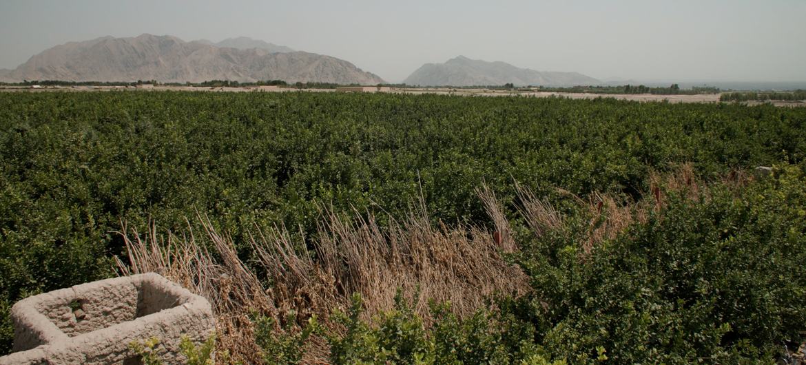 A wide view of Haji Mohamed Iqbal’s lemon orchard which was supported by a UNODC alternative development project.