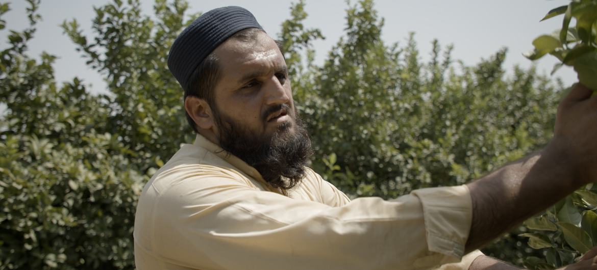 Haji Mohamed Iqbal tending to his lemon trees in Gushta district, Nangarhar Province, Afghanistan.