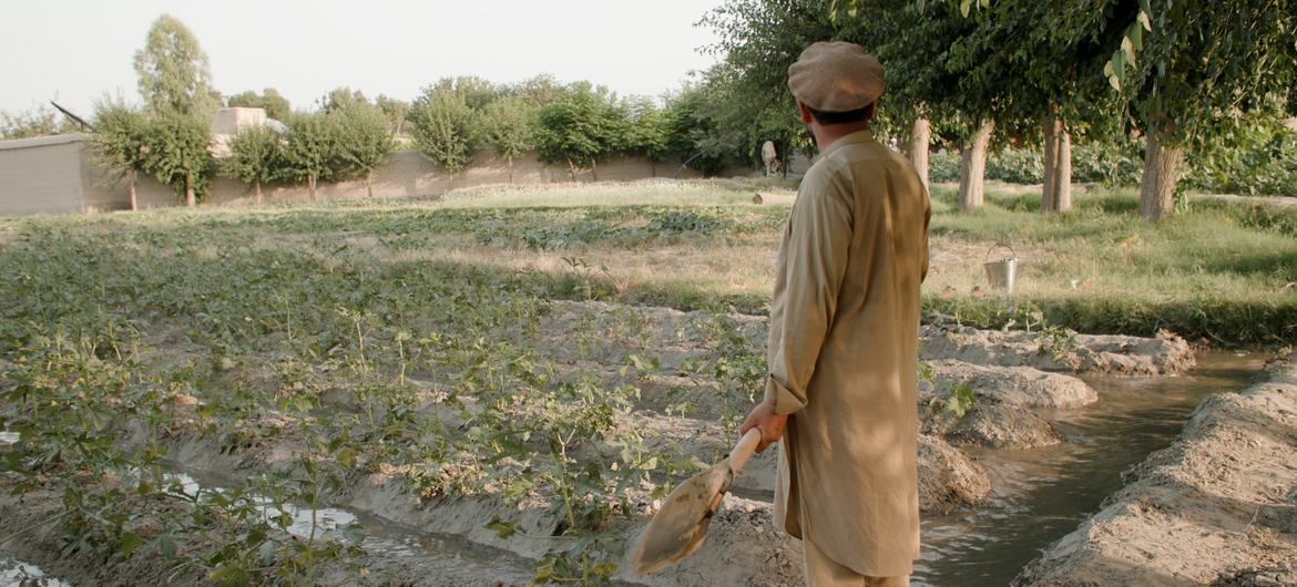 Former poppy farmer Mazar Shah irrigating his vegetable farm in Surkhrud district, Nangarhar Province, Afghanistan.