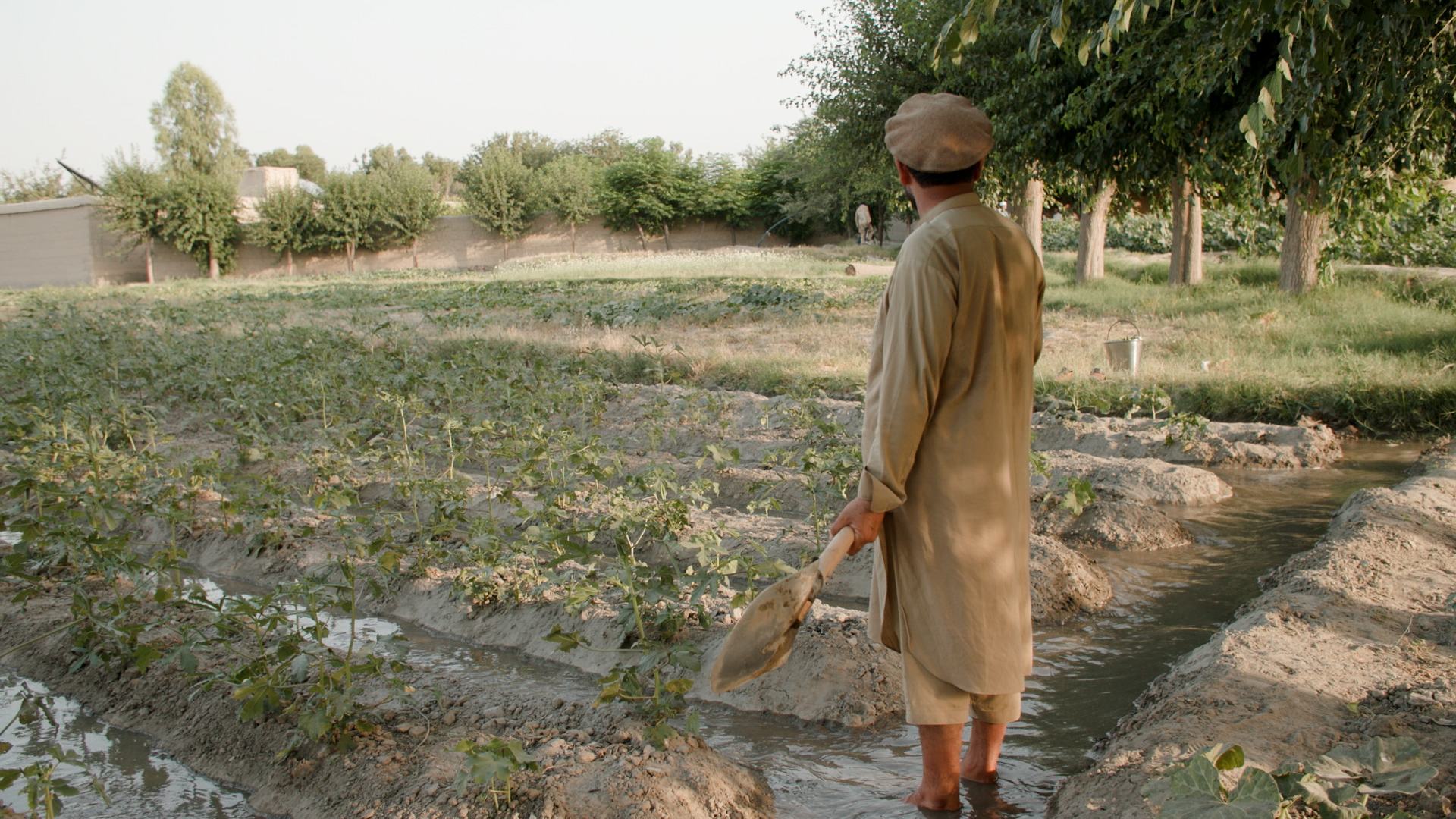 مزار شاه يروي مزرعته للخضروات في منطقة سوركرود والتي كانت تزرع سابقا بالخشخاش، مقاطعة ننجرهار ، أفغانستان.