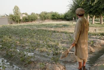 पूर्व अफ़ीम किसान मजार शाह अफ़ग़ानिस्तान के नंगरहार प्रान्त के सुरख़रुद ज़िले में अपने सब्जी के खेत में सिंचाई करते हुए.