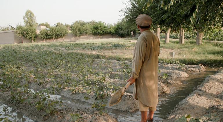Antigo cultivador de papoula, Mazar Shah, irrigando sua fazenda de vegetais no distrito de Surkhrud, província de Nangarhar, Afeganistão.