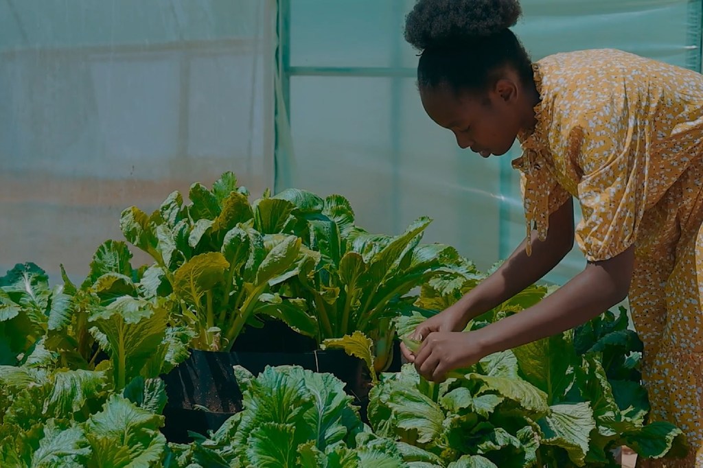 Ilakiza Jackson hutunza mimea ya lettuce kwenye chafu katika Chuo cha Malembo Farm nchini Tanzania.