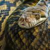 Um close de uma grande cobra enrolada com escamas amarelas e marrons padronizadas.