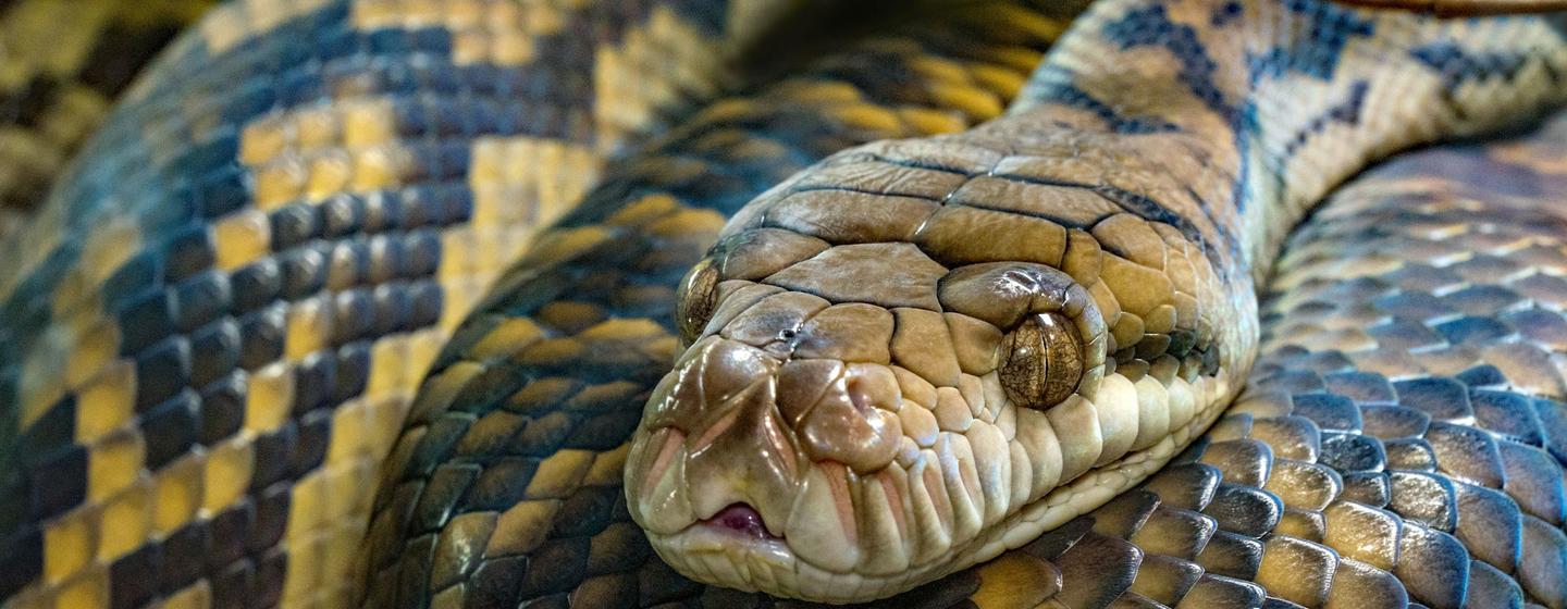 Un décès par morsure de serpent toutes les 4 à 6 minutes dans le monde ...