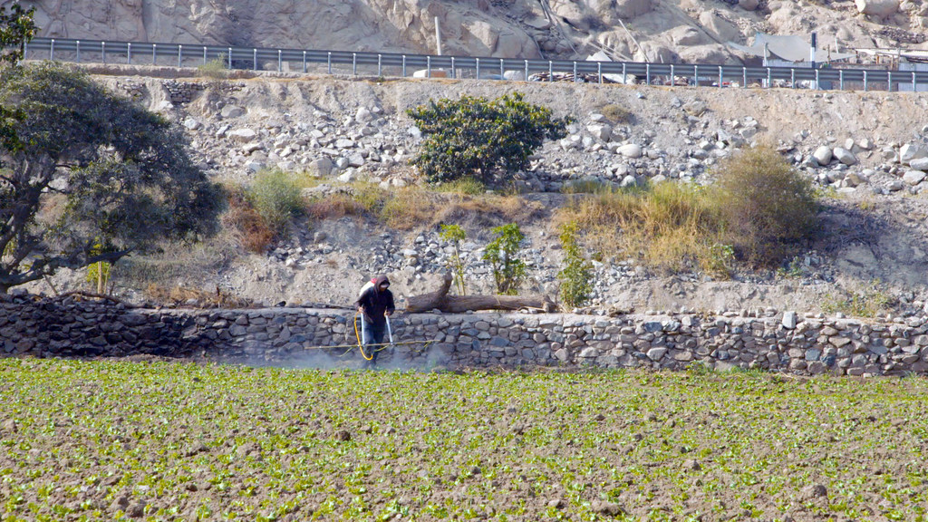 在秘鲁利马坎塔市，一名农业工人在喷洒农田。
