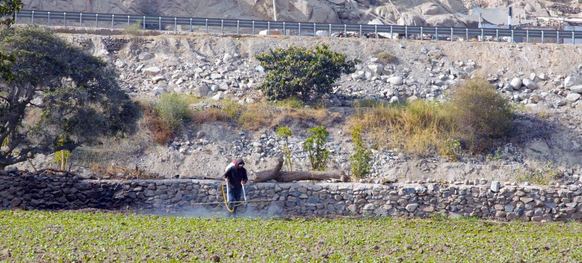 An agriculture worker sprays a farm field in Canta, province of Lima, Peru.