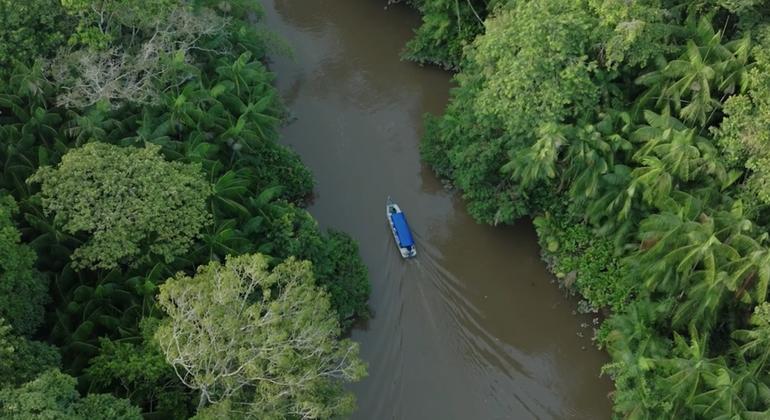Actualmente los bosques ocupan un lugar central en los esfuerzos mundiales contra el cambio climático y la pérdida de biodiversidad.