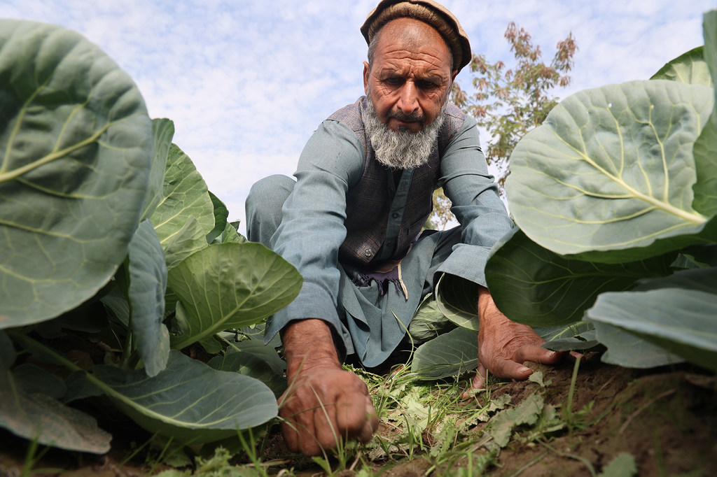 Zahoor, agriculteur afghan.