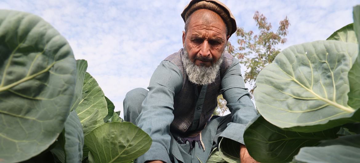 With support from the United Nations Office on Drugs and Crime (UNODC), Zahoor and thousands of other Afghan farmers have transitioned from opium to legal farming, turning land into a source of hope and sustainable income. This is also helping to make th… With support from the United Nations Office on Drugs and Crime (UNODC), Zahoor and thousands of other Afghan farmers have transitioned from opium to legal farming, turning land into a source of hope and sustainable income. This is also helping to make th…