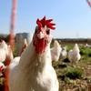 H5N1 avian influenza is common among wild birds and has caused outbreaks in poultry and dairy cows.