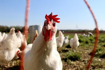 H5N1 avian influenza is common among wild birds and has caused outbreaks in poultry and dairy cows.