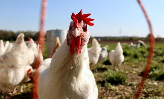 甲型H5N1禽流感常见于野生鸟类，曾在家禽和奶牛中爆发。