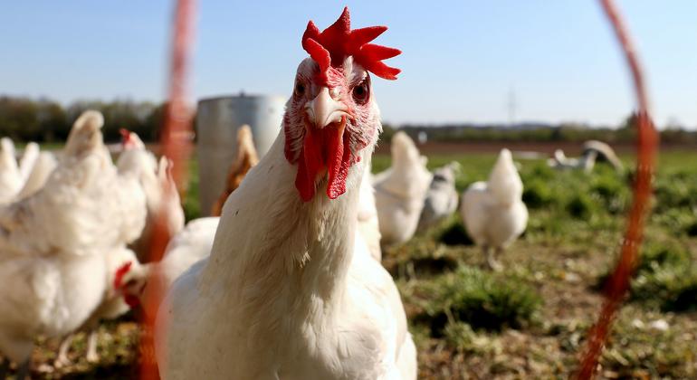There are no signs of H5N1 bird flu spreading between people, WHO chief says