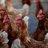 Especialistas em saúde pública continuam preocupados com a disseminação da gripe aviária para os seres humanos.