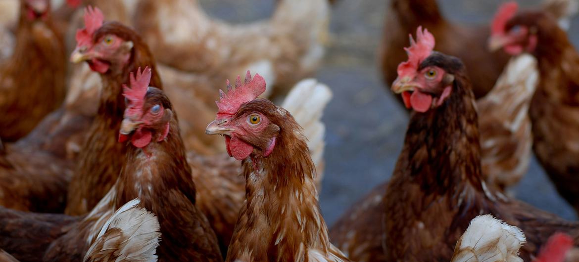 ماہرین کا کہنا ہے کہ بطخوں اور مرغیوں کو متاثر کرنے والی یہ بیماری گزشتہ دو برس میں جانوروں کی عالمی وبا بن گئی ہے۔