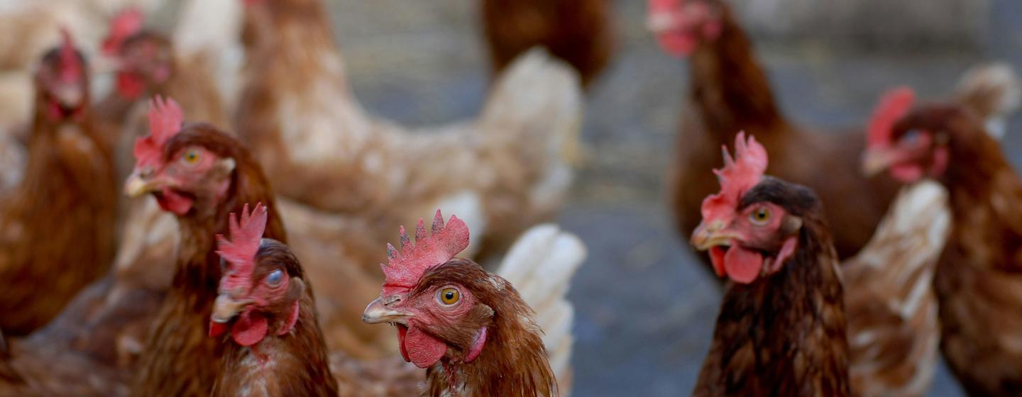 Le prix de la volaille a augmenté en raison des importations toujours importantes en provenance des pays du Moyen-Orient et par la baisse de la production liée à la grippe aviaire. 