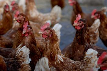 Los expertos en salud pública siguen preocupados por la propagación de la gripe aviar a los seres humanos.
