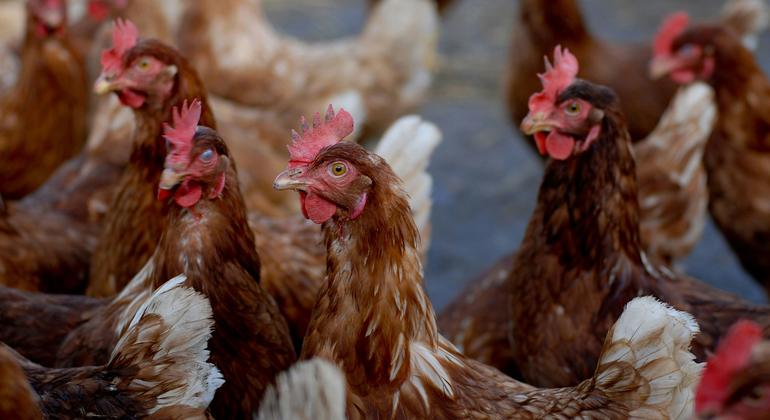 Los expertos en salud pública siguen preocupados por la propagación de la gripe aviar a los seres humanos.