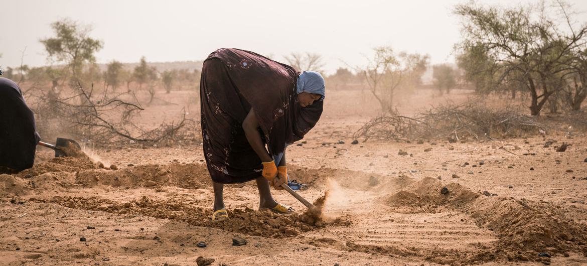 In Mauritania, community members are engaged in a soil rehabilitation project.