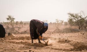 In Mauritania, community members are engaged in a soil rehabilitation project.